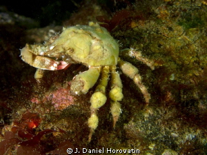 A reef crab having a bite to eat. Can anyone help with id... by J. Daniel Horovatin 